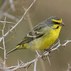 Serin du Mozambique