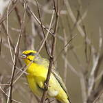 Serin du Mozambique