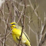 Yellow-fronted Canary