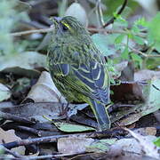 Serin forestier