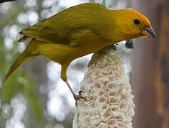 Saffron Finch