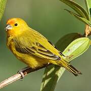 Saffron Finch