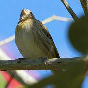 Saffron Finch