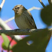 Saffron Finch