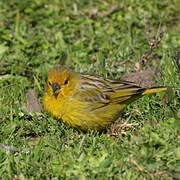 Saffron Finch