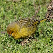 Saffron Finch