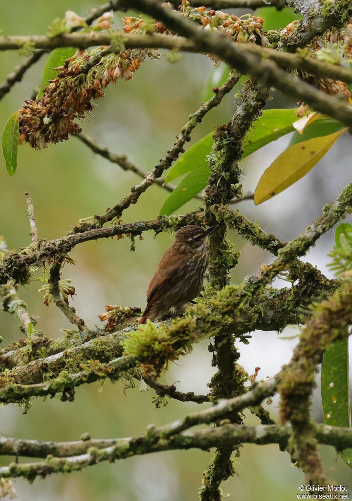 Streaked Xenops