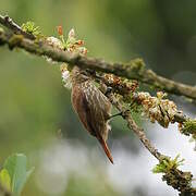 Streaked Xenops