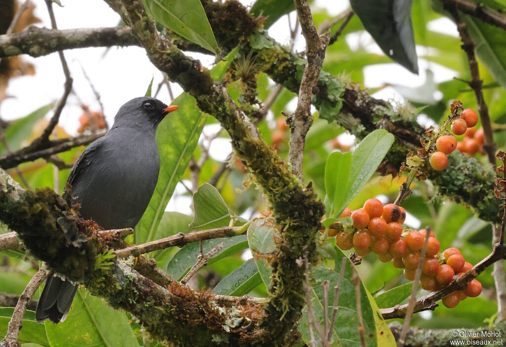 Black-faced Solitaire