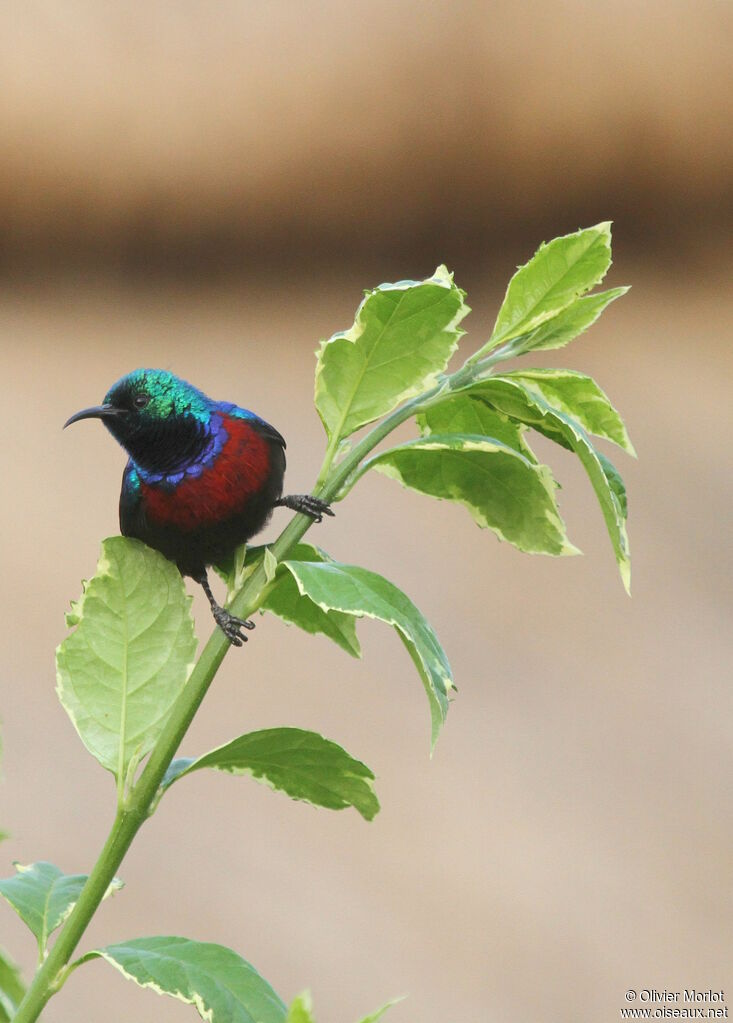 Red-chested Sunbird