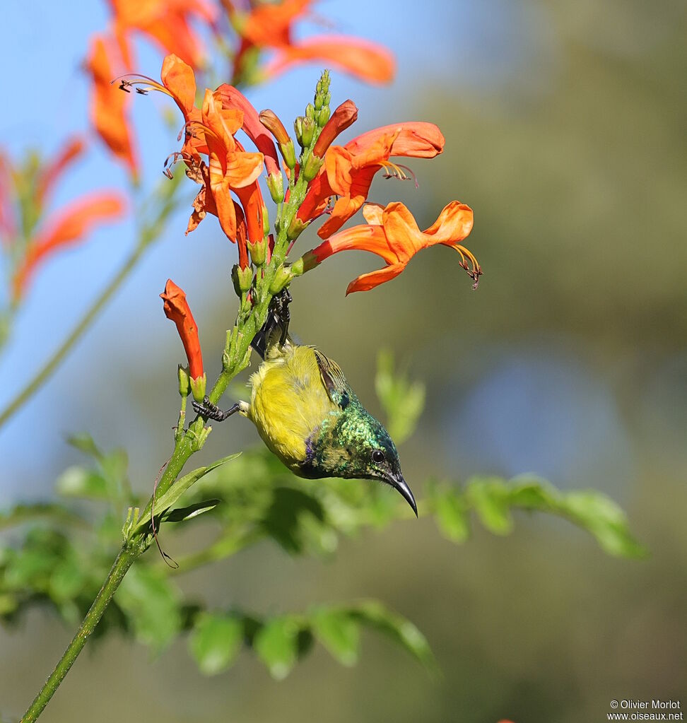 Collared Sunbird