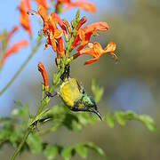Collared Sunbird