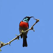 Greater Double-collared Sunbird