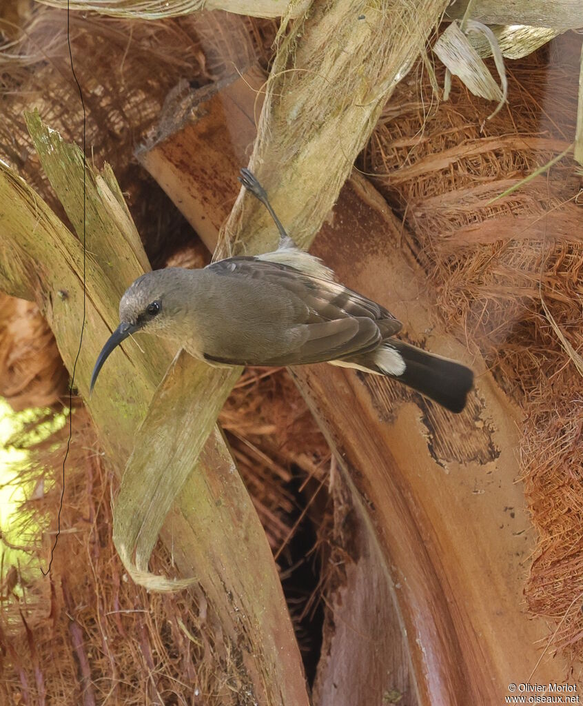 Greater Double-collared Sunbird