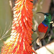 Greater Double-collared Sunbird