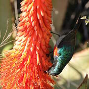 Greater Double-collared Sunbird