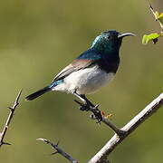 White-bellied Sunbird