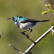 White-bellied Sunbird