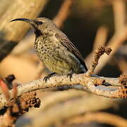 Amethyst Sunbird