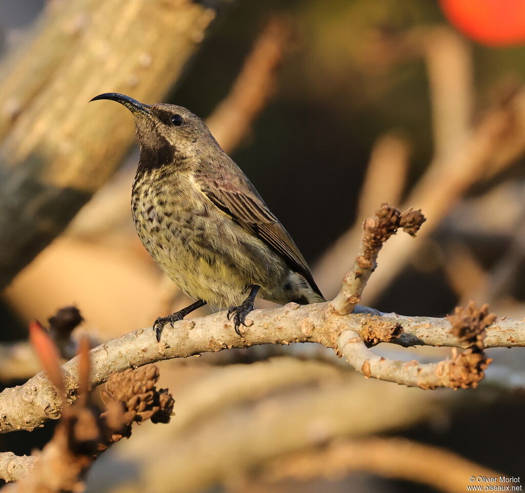 Amethyst Sunbird