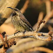 Amethyst Sunbird