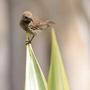 Amethyst Sunbird