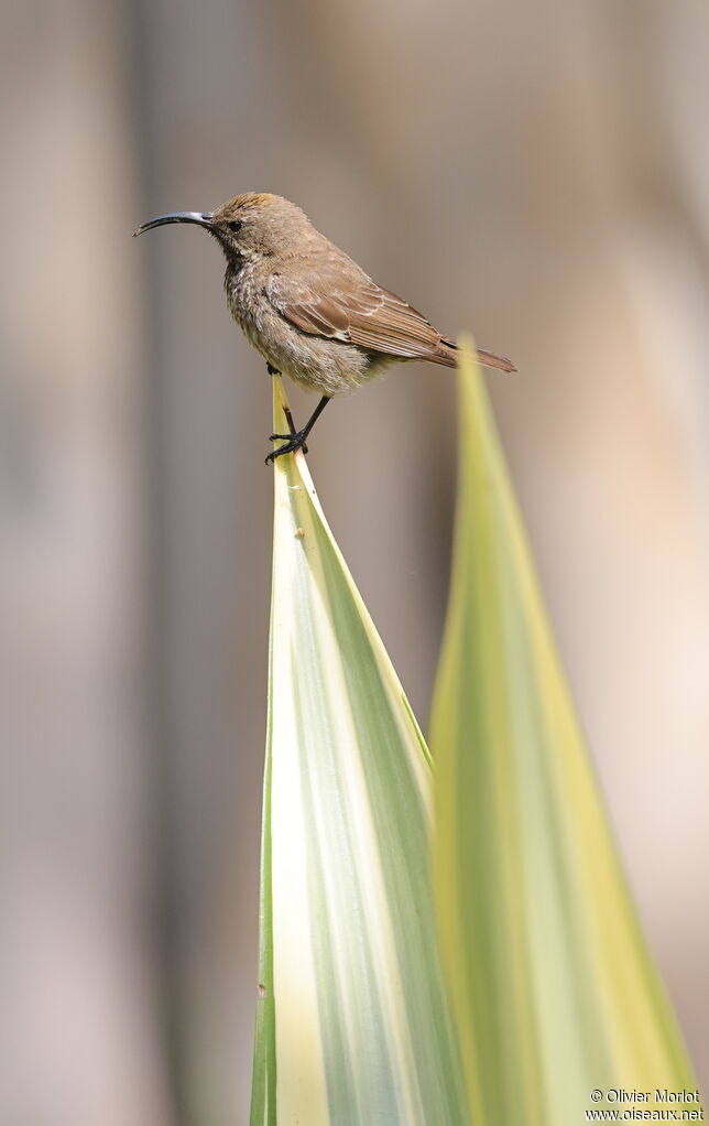 Amethyst Sunbird