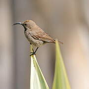 Amethyst Sunbird