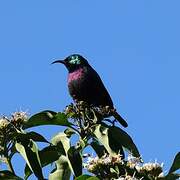 Purple-banded Sunbird