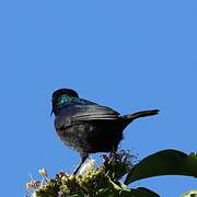 Purple-banded Sunbird