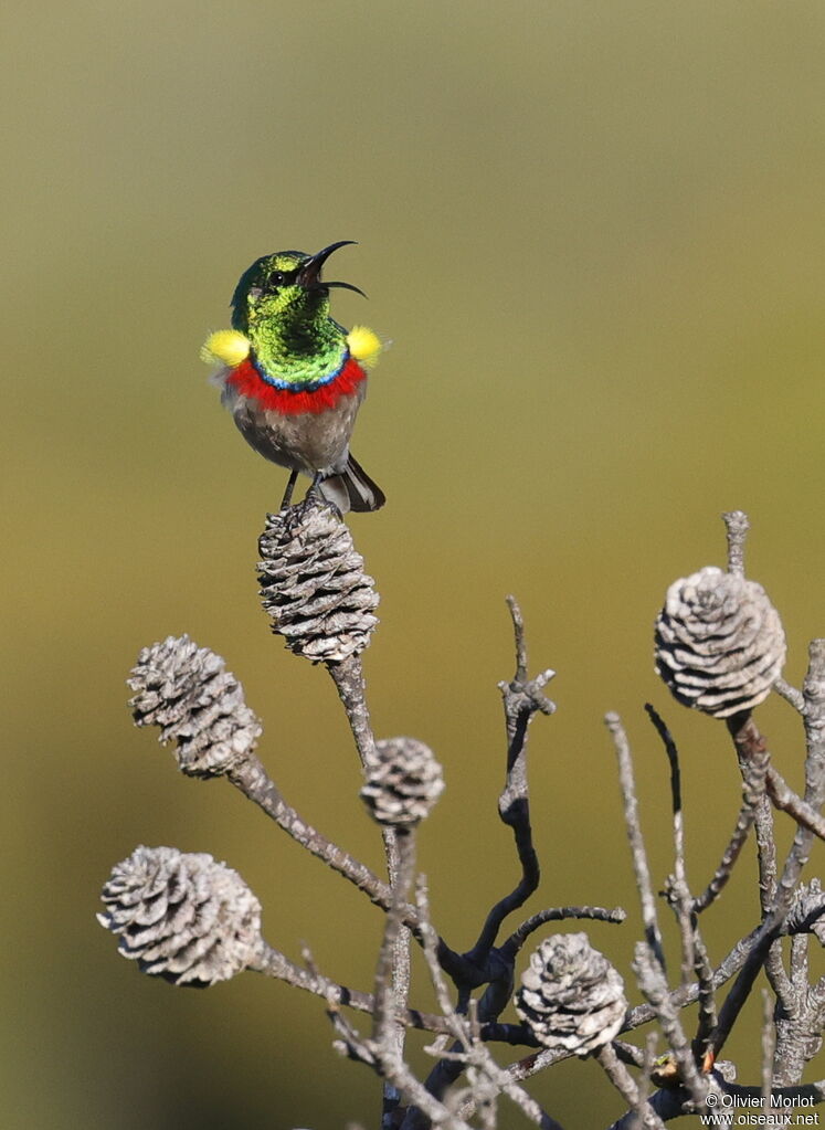 Southern Double-collared Sunbird