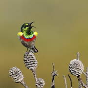 Southern Double-collared Sunbird