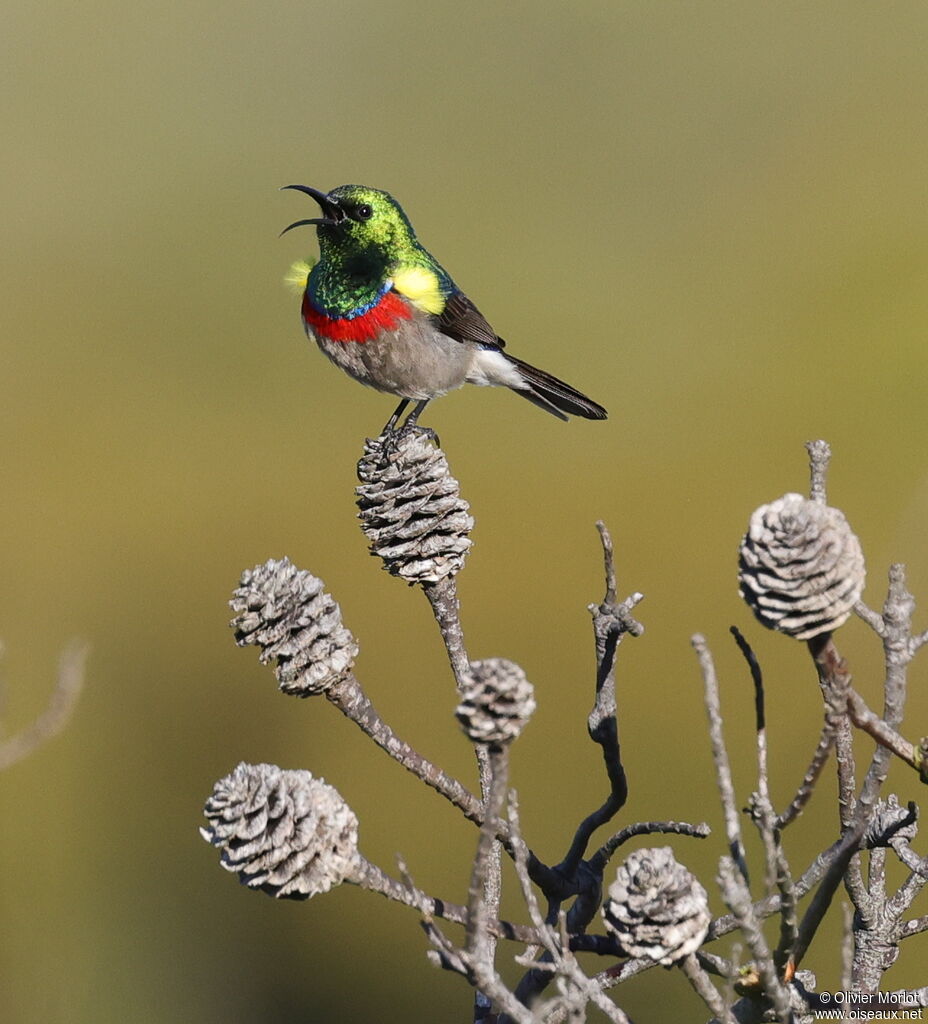 Southern Double-collared Sunbird