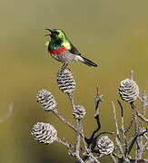 Southern Double-collared Sunbird