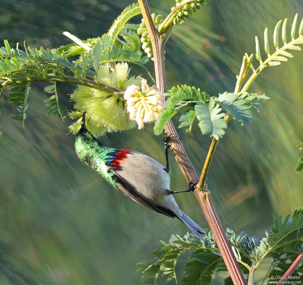 Southern Double-collared Sunbird