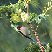 Southern Double-collared Sunbird