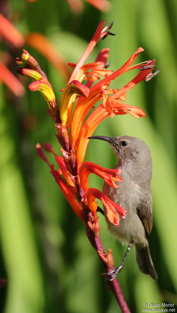 Southern Double-collared Sunbird