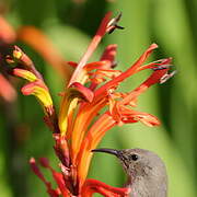 Southern Double-collared Sunbird