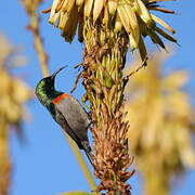 Southern Double-collared Sunbird