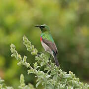 Southern Double-collared Sunbird
