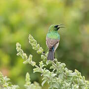 Southern Double-collared Sunbird