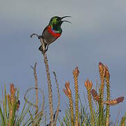 Southern Double-collared Sunbird