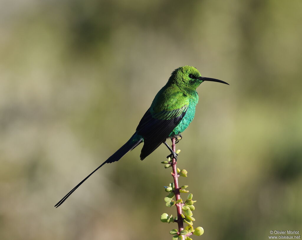 Souimanga malachite