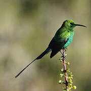 Malachite Sunbird