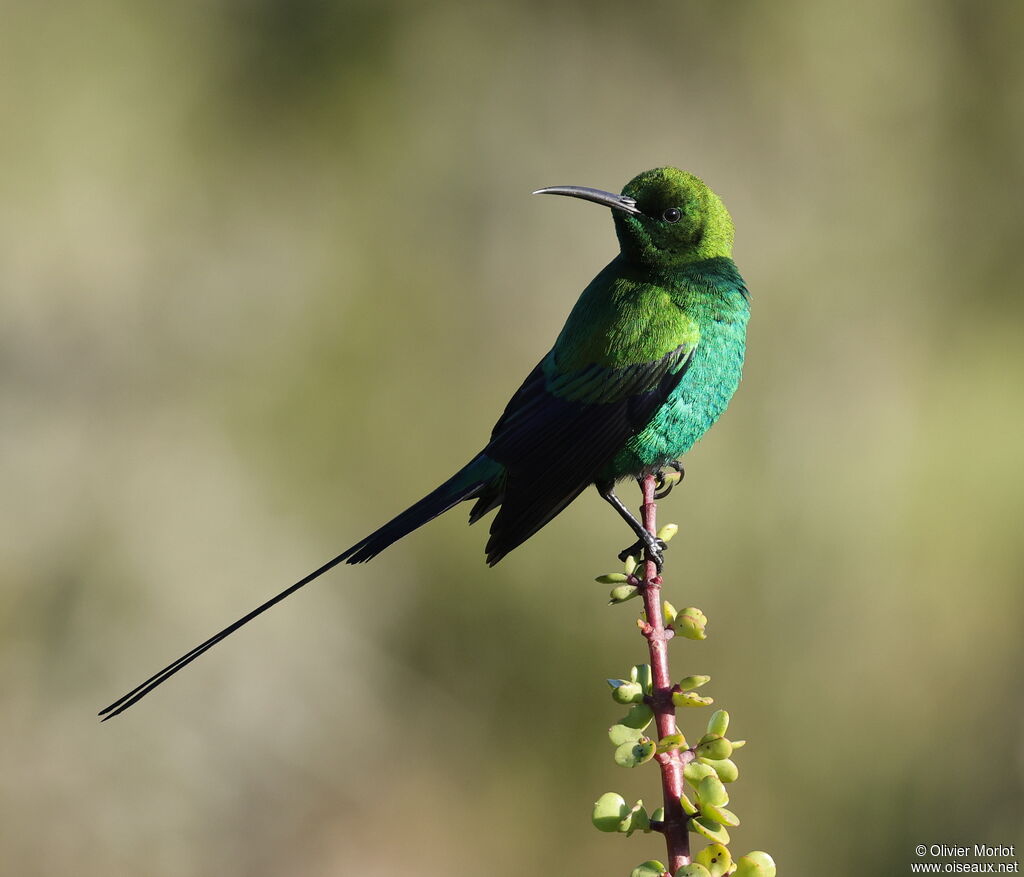 Malachite Sunbird