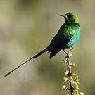 Souimanga malachite