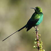 Malachite Sunbird