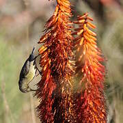 Malachite Sunbird