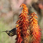 Malachite Sunbird