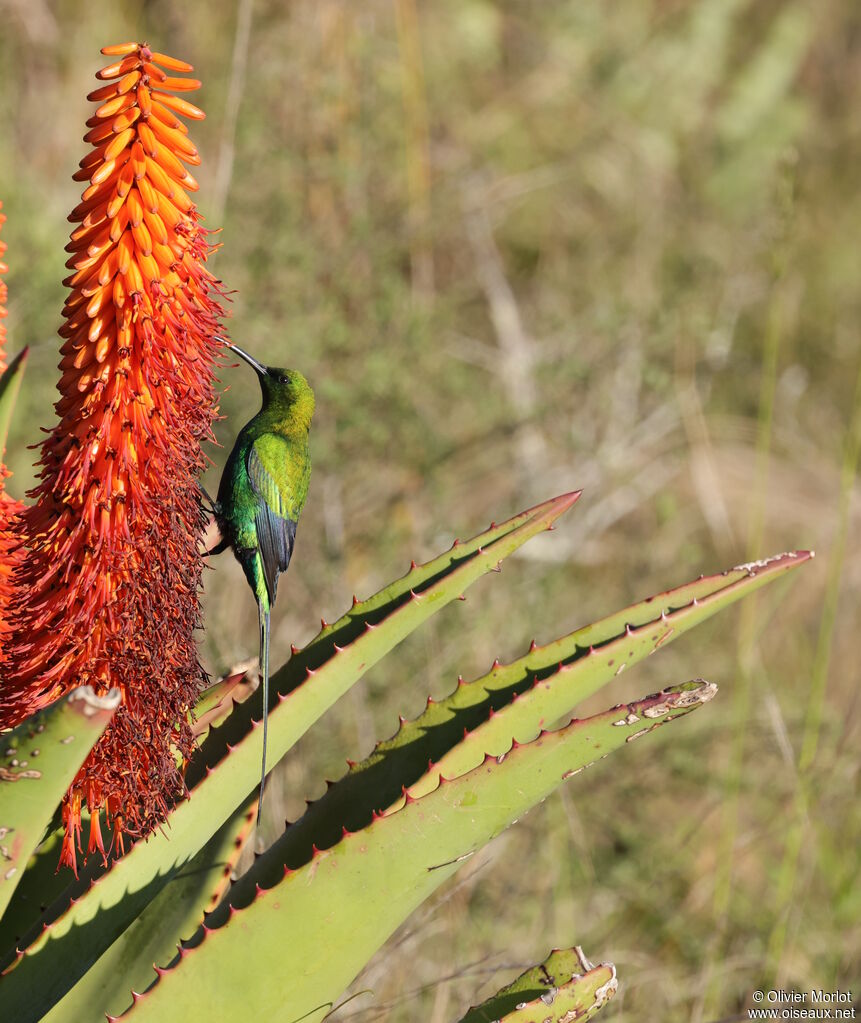 Malachite Sunbird male